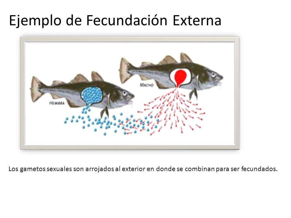 Estando en 5º Ejemplos de fecundación sexual externa.