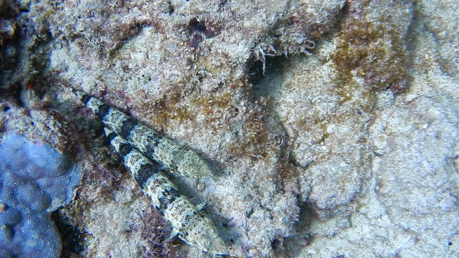 Two Blueys Down Under