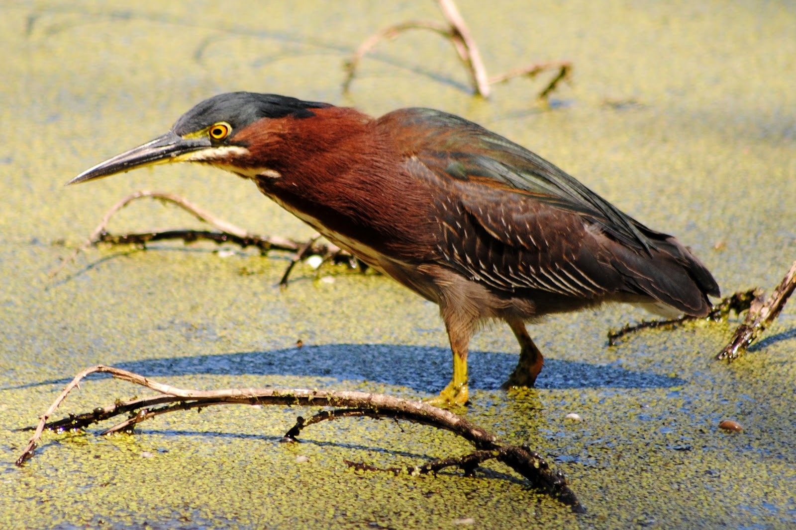 Field Notes and Photos Green Heron