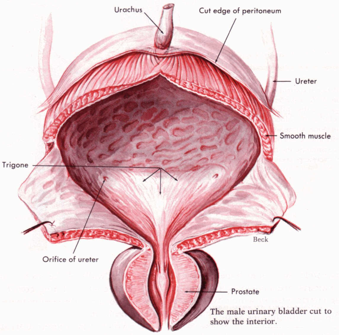 mucoasa vezica urinara