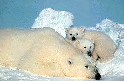 gambar beruang - gambar beruang kutub