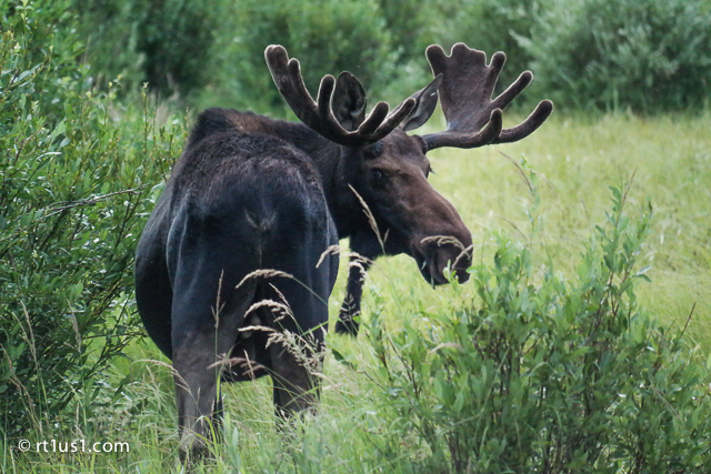 Moose at Vedauwoo Moose at Vedauwoo
