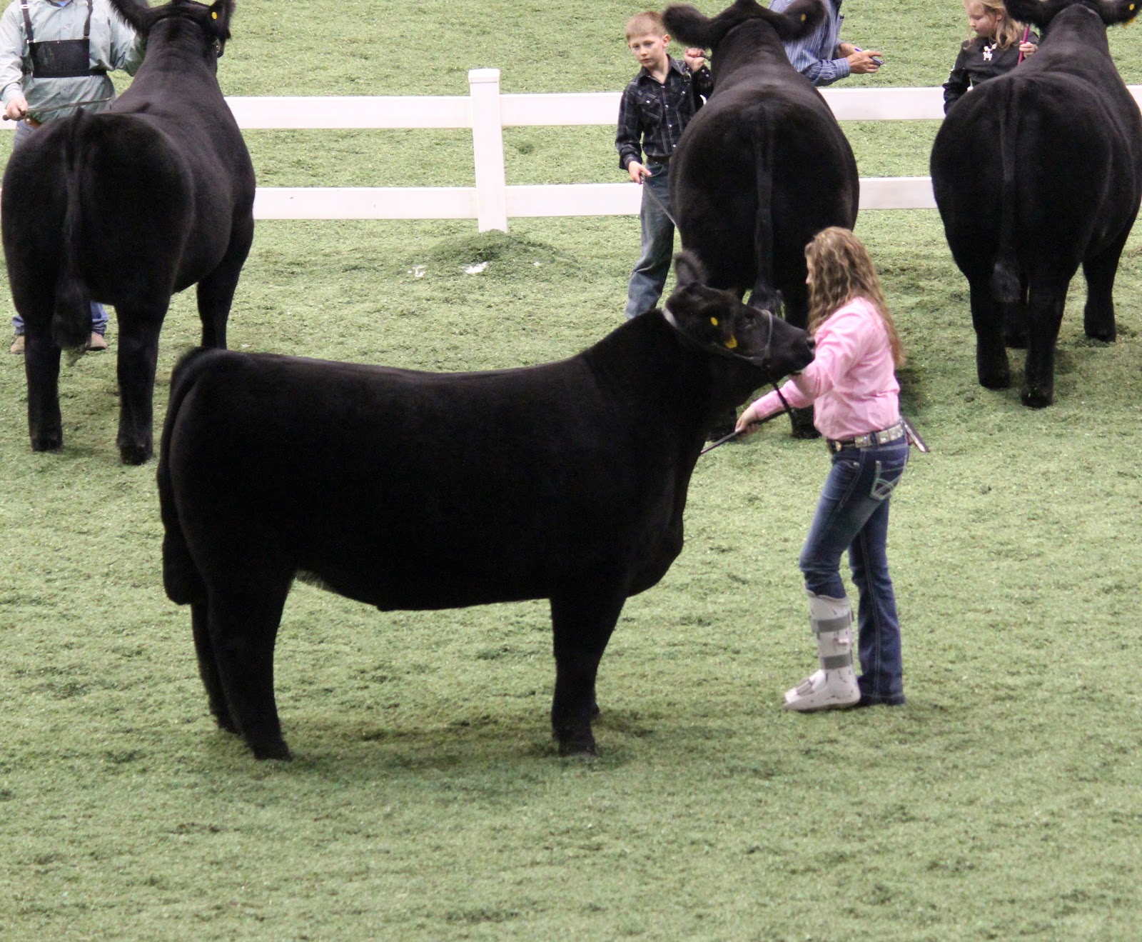 Executive Sires, Inc. American Royal Steer Show Class 12 Winner