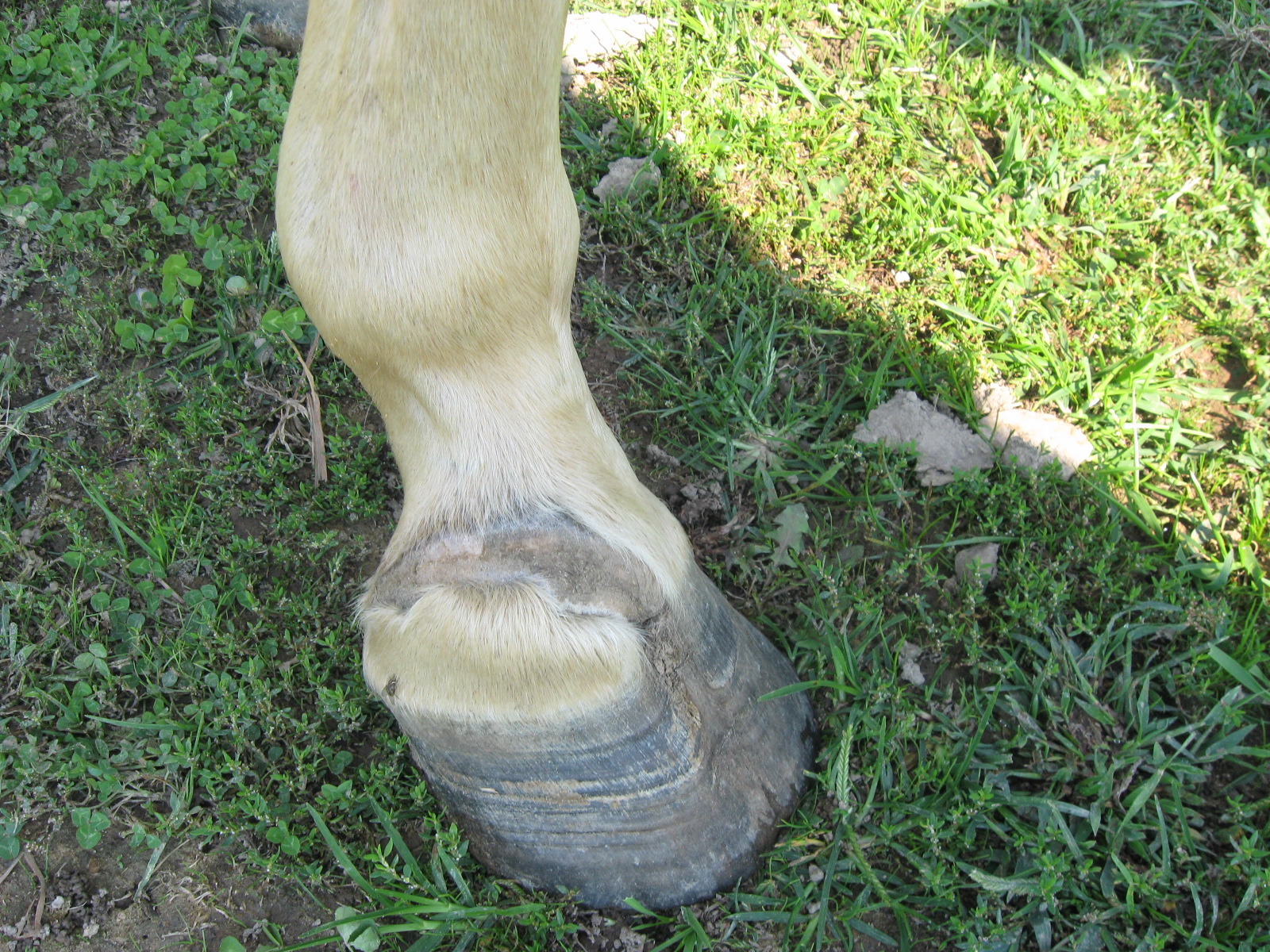 Holistic EquineNatural Health for Your Horse See the Hoof Scar Tissue