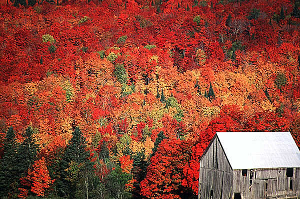 simply vintageous...by Suzan: Canada in the Fall....................