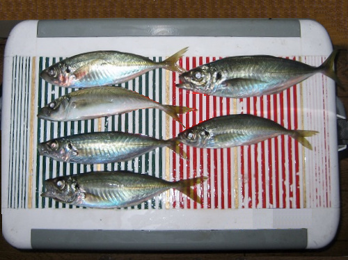 イサキ アジ 船釣り 船釣り入門 釣ってみよう食べてみよう