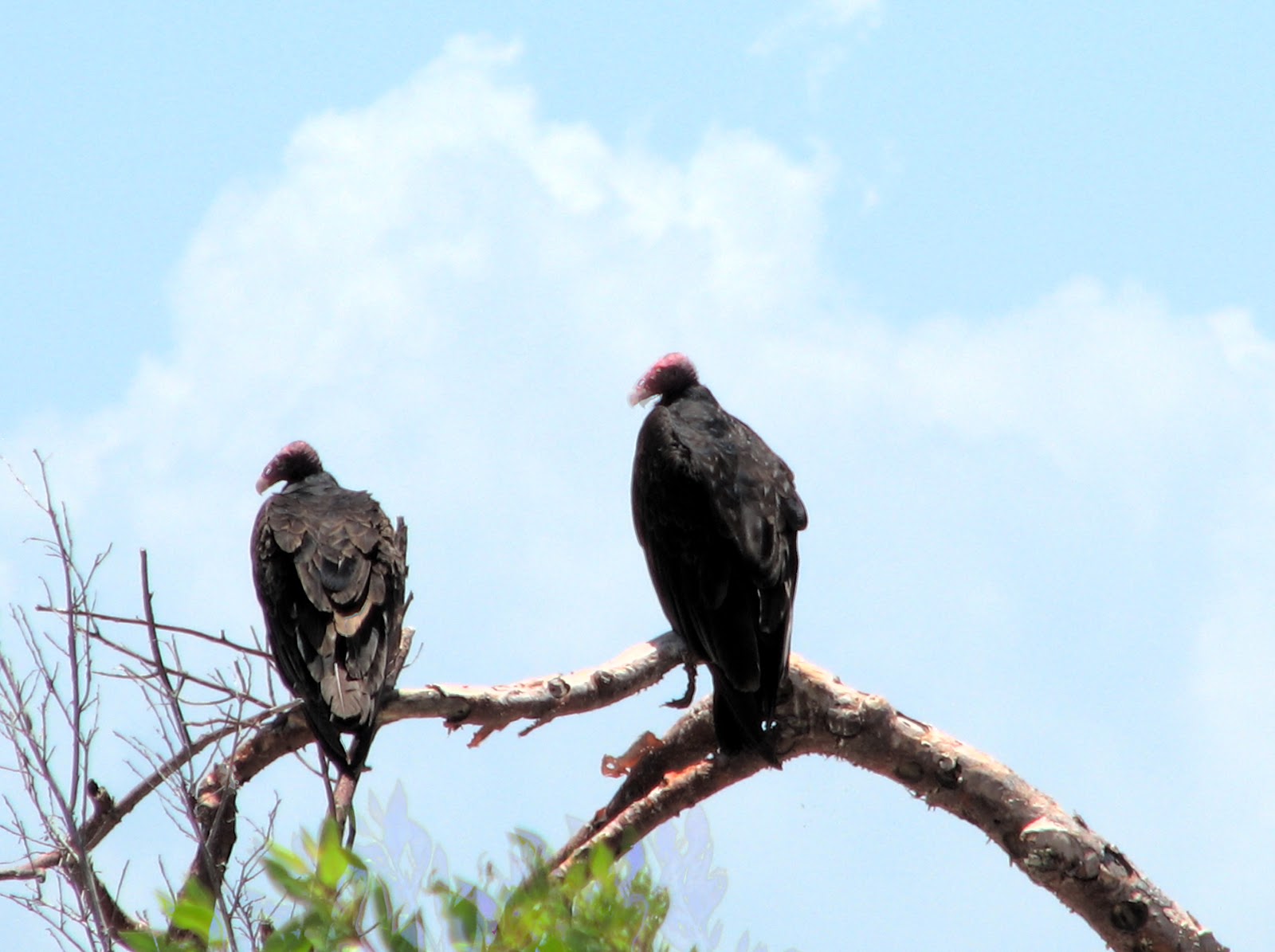 The Long Way Home JOHN CROW, BRER ANANCY, BRER TOCUMA, ABNA DUPPY