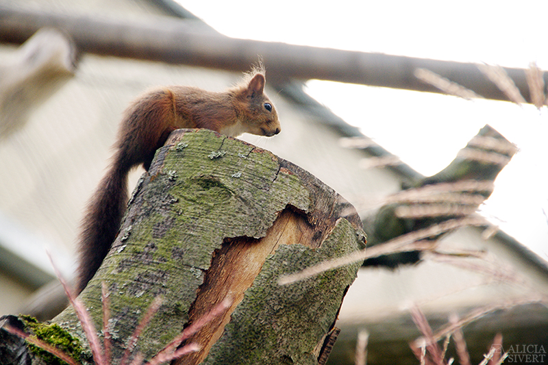Squirrel at Skansens höstmarknad, photo by Alicia Sivertsson.