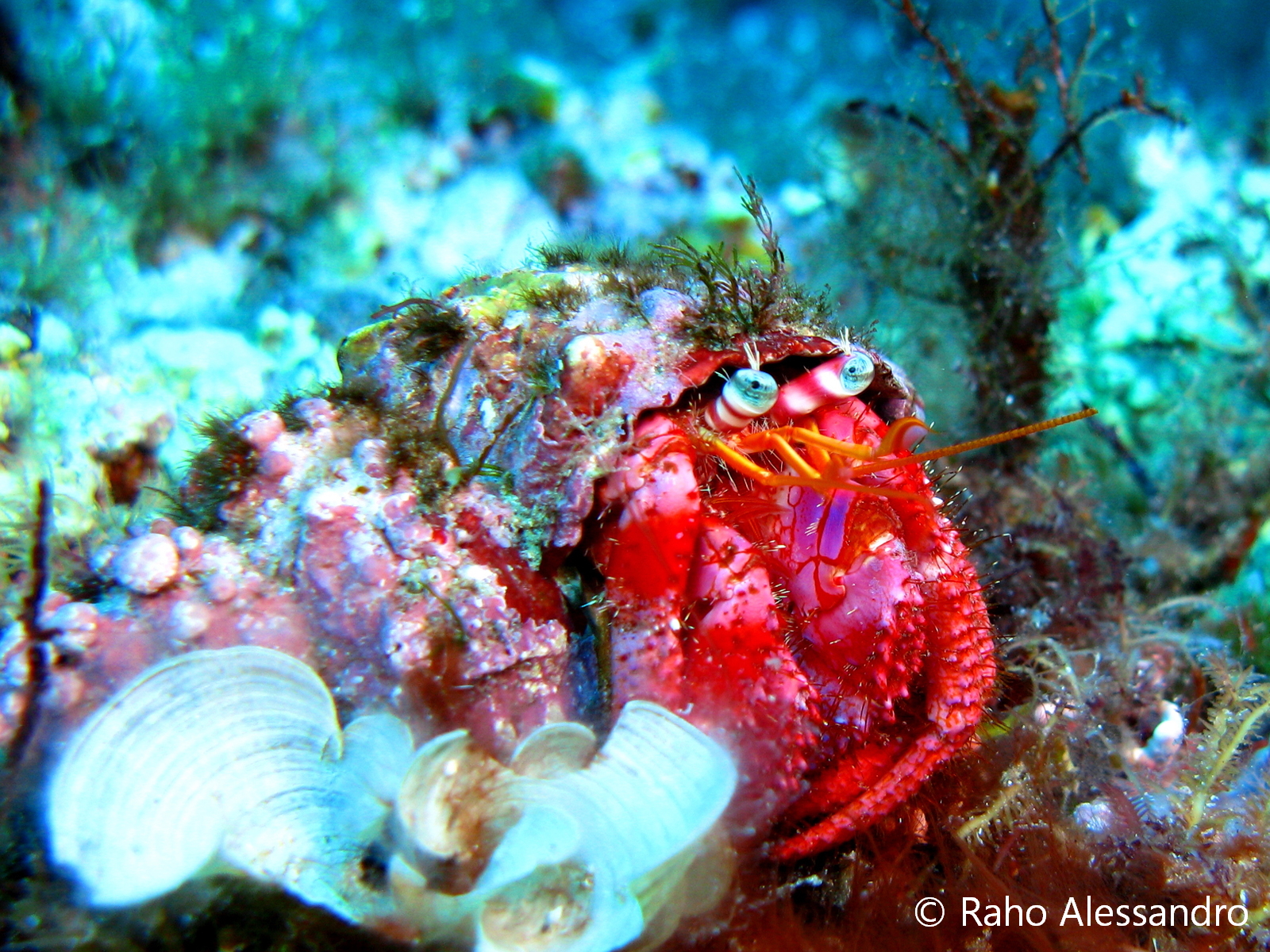 Necton e Plancton Crostacei Paguro Bernardo l'Eremita Necton e Plancton Crostacei Paguro Bernardo l'Eremita