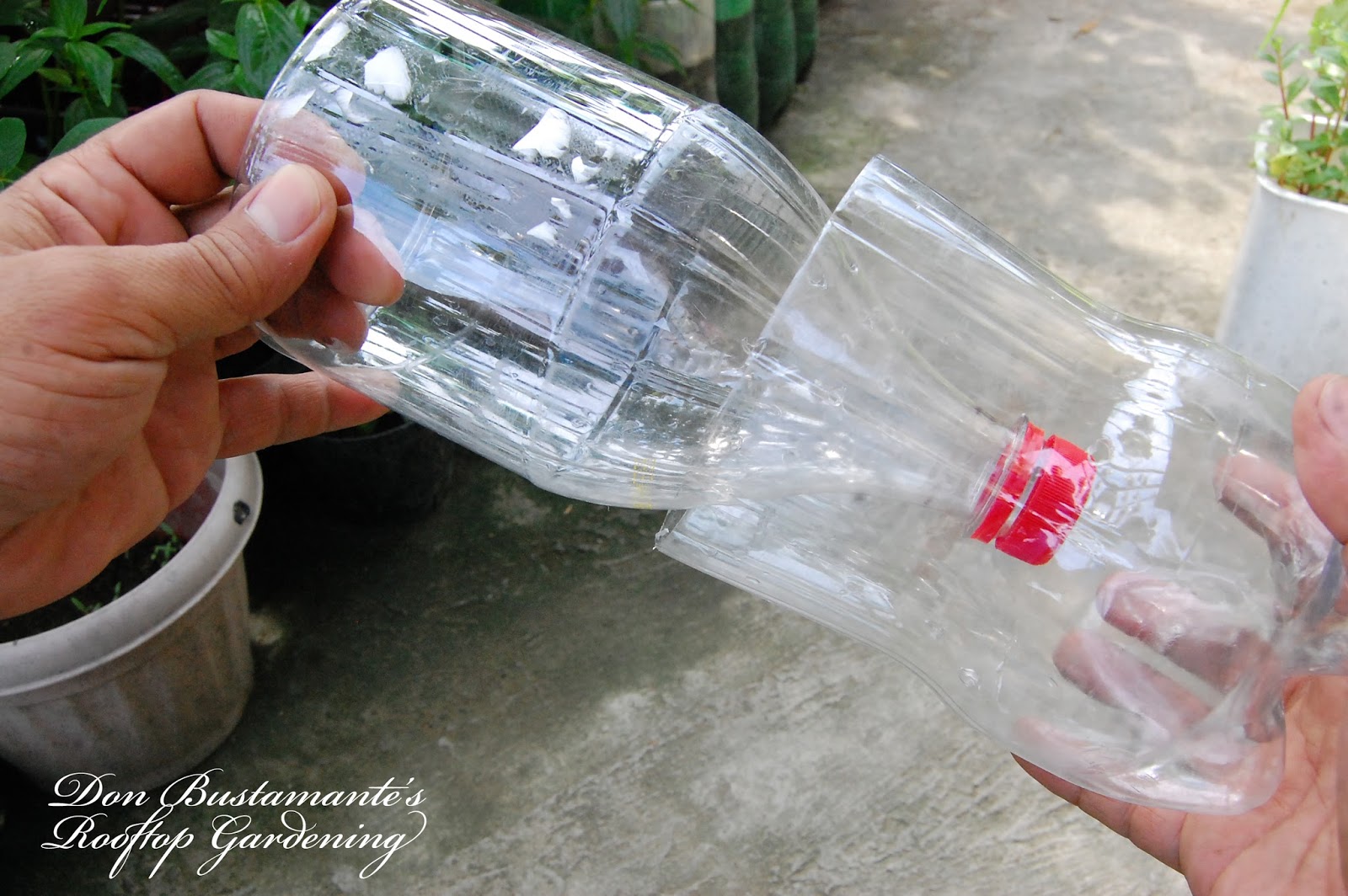 Don Bustamante's Rooftop Garden How To Make Self Watering Plastic Bottle