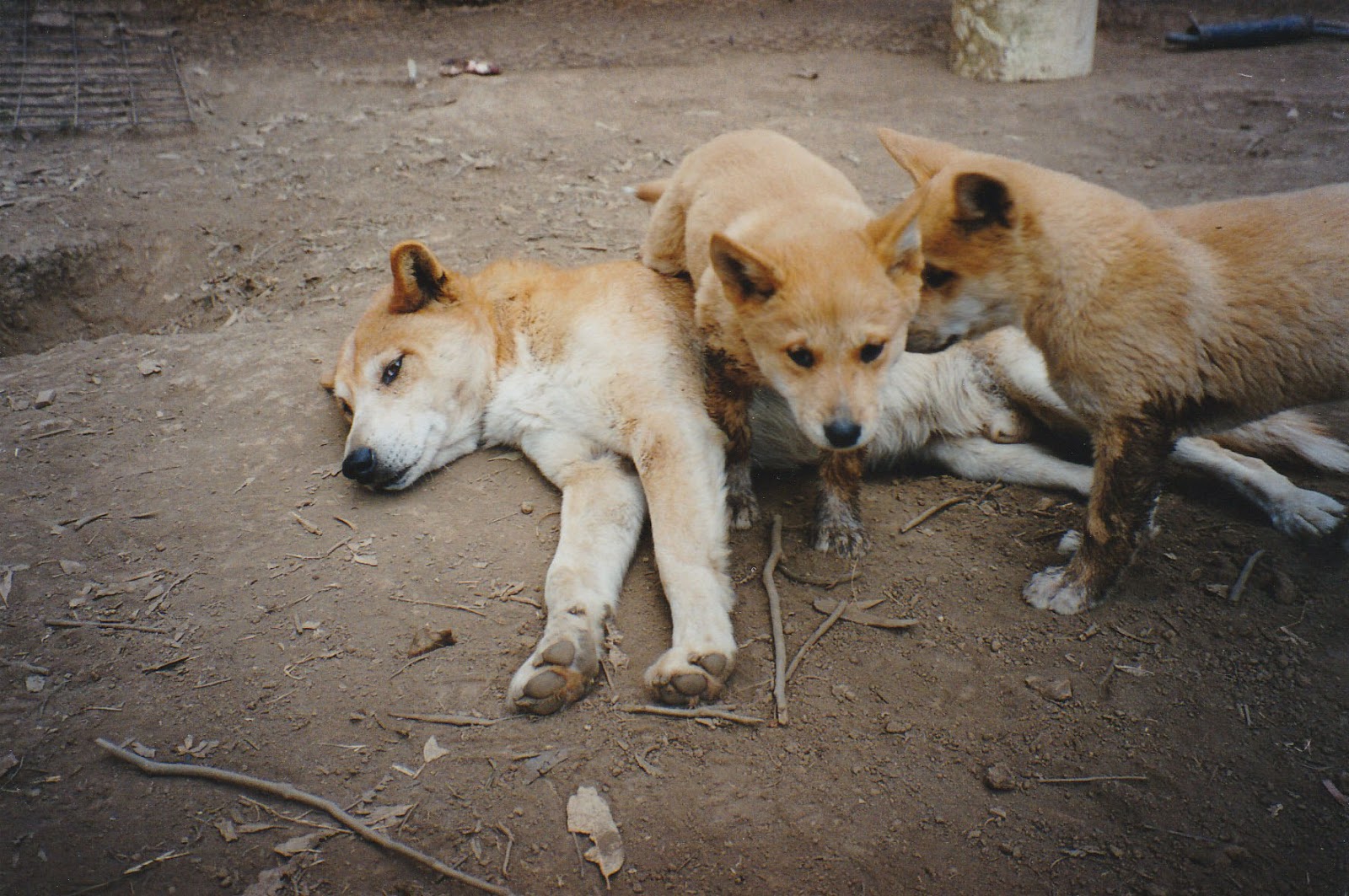 Dingo Lady The Truth about Dingoes 9 Pack Structures