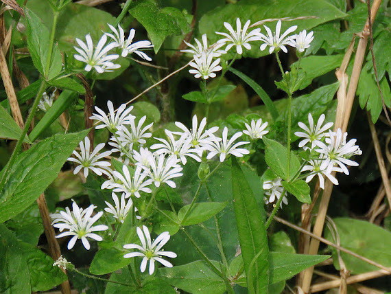 Gwiazdnica gajowa (Stellaria nemorum L.) Gwiazdnica gajowa
