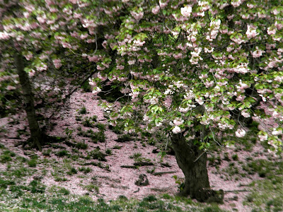 Central Park New York City