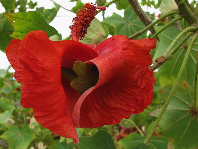 Dünyadaki En İyi 10 Nadir Çiçek