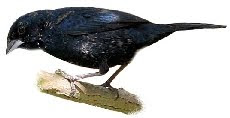 Tiziu (Volatinia jacarina) Pássaro Tiziu (Volatinia jacarina)