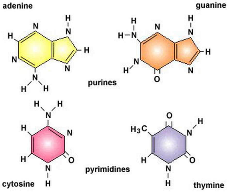 Нуклеотид вируса. Аденин гуанин. Аденин Тимин гуанин. Аденин гуанин цитозин Тимин. Таблица гуанин цитозин Тимин РНК ДНК.