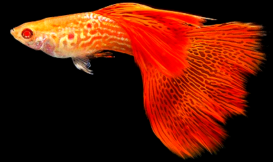 Sejarah ikan guppy Gambar sejarah ikan guppy