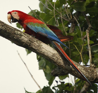 Green winged Macaw