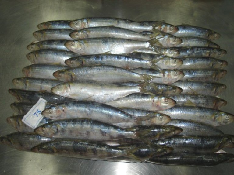 The Difference between Sardine Frozen and Anchovies Sardine Fish