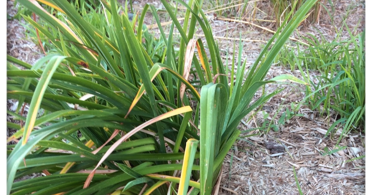 Heidi Horticulture Why I Remove All Hemerocallis Leaves In Early August