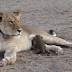 Strange: Lion seen feeding leopard cub in a Tanzanian wildlife