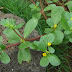 IT`S NOT JUST A WEED 3  (The healing properties of purslane)