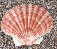 Αγάπη, Ελπίδα, Πίστη, Σοφία, Αγαθοκλής, Παντολέων, Πηλέας, Ολίβια, Σόνια