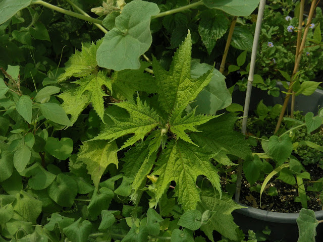 Girardinia diversifolia subsp. diversifolia (Giant Himalayan Nettle)
