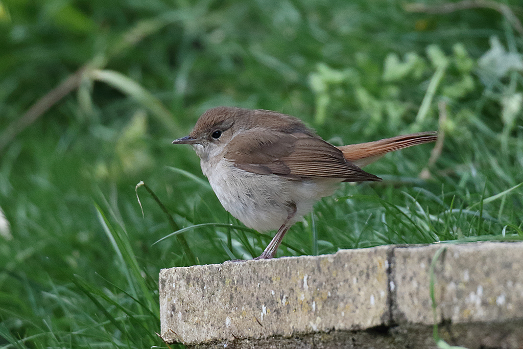 Dorset Birds Sightings Sunday 24th April 2016