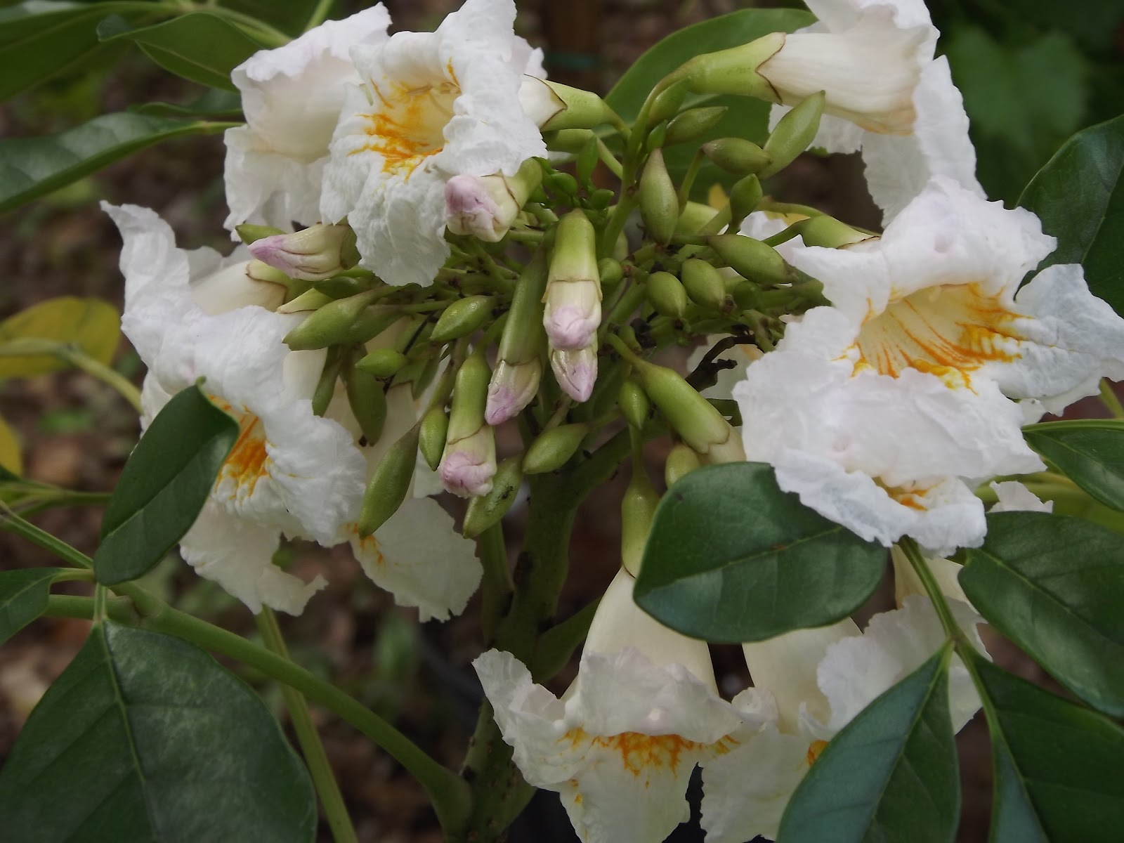 Summerscent A Thai "Jasmine Tree" is a new addition to Anya's Garden