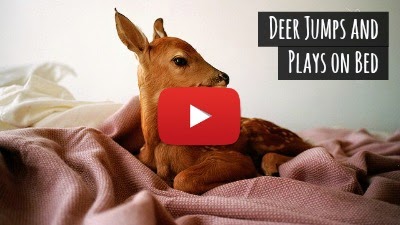 Watch how this playful deer broke into Simpson Furniture in Iowa and had time of his life as it played and jumped from bed to bed via geniushowto.blogspot.com cute deer wildlife videos