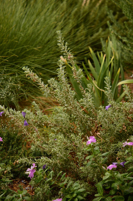 tuesday view, small sunny garden, desert garden, amy myers, photography