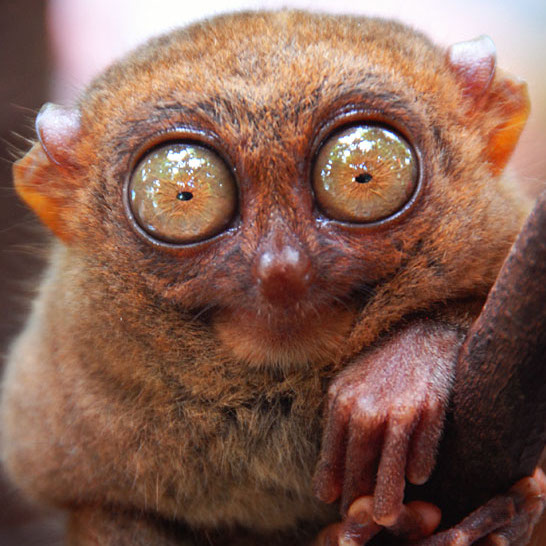 tarsier_nocturnal_animals.jpg