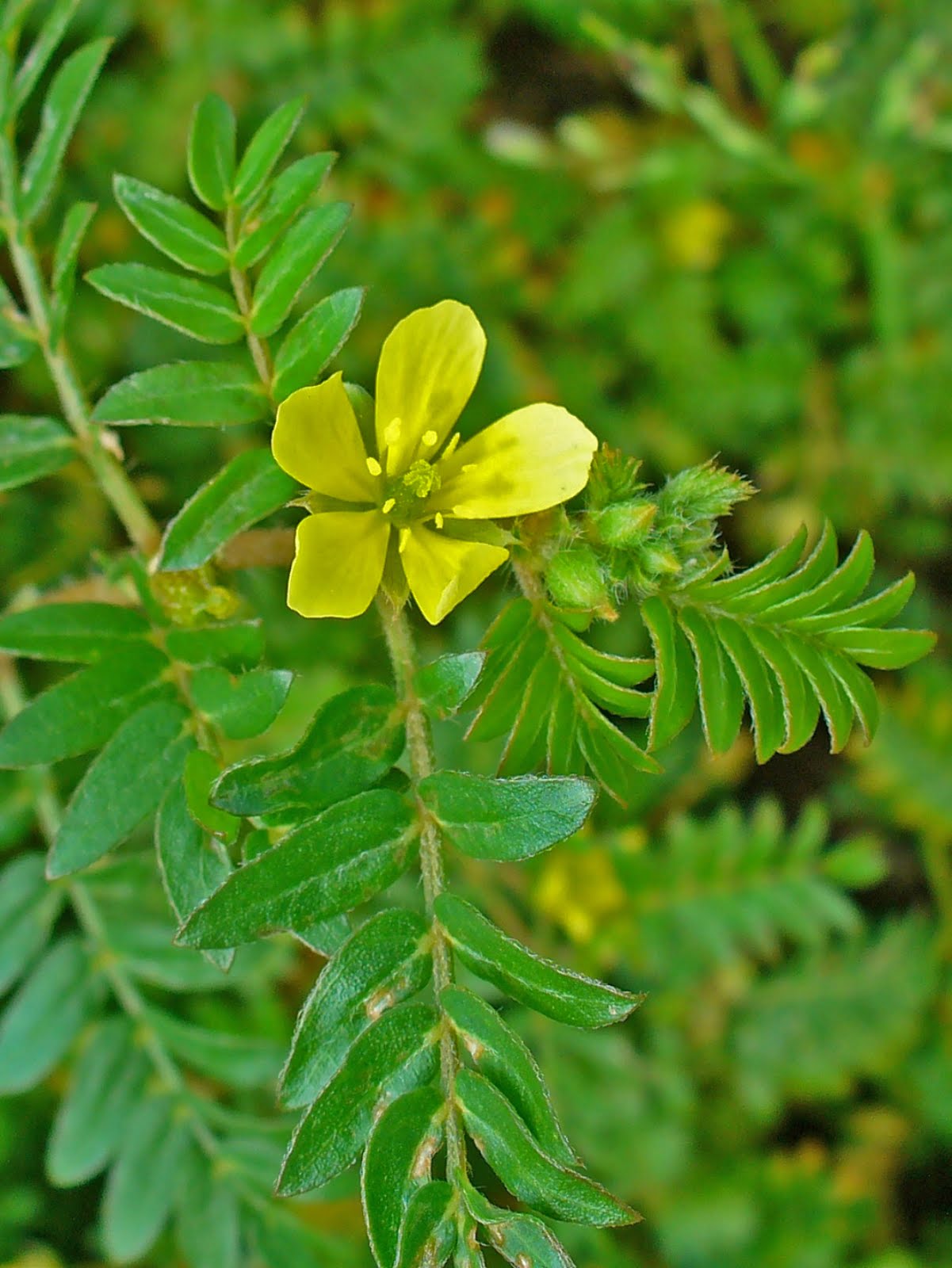 Kruiden Tribulus Terrestris Libido en Testosteron verhogen!