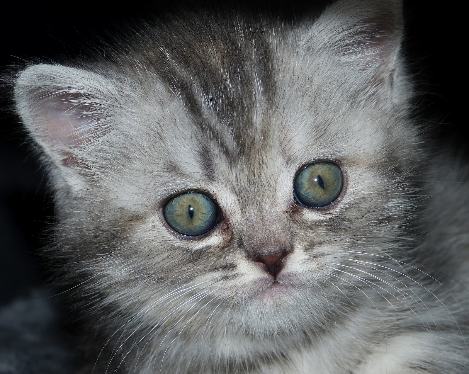 Britisch Kurzhaar Kitten BKH silver tabby classic und BKH mackerel