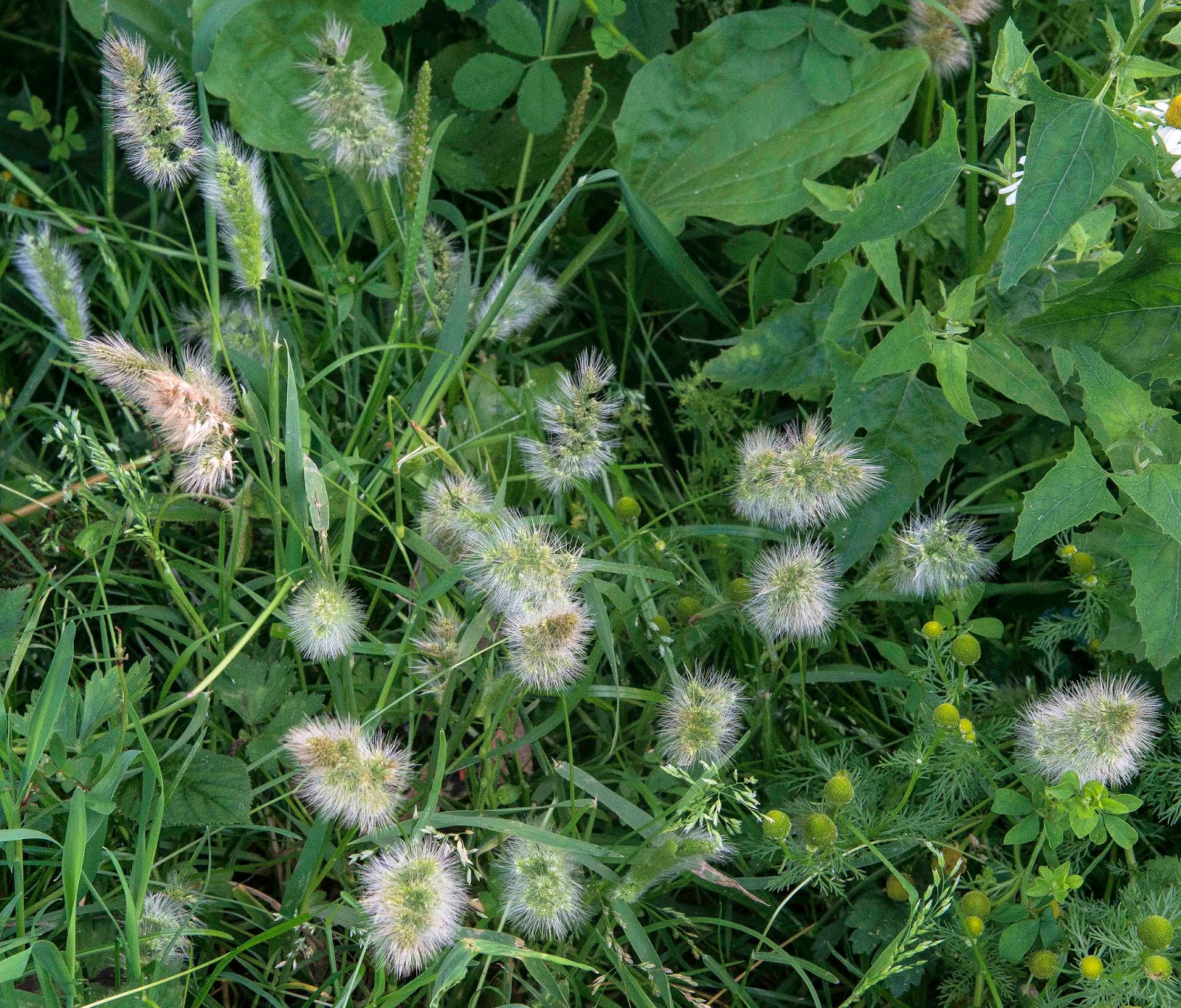 Gower Wildlife Annual Beardgrass