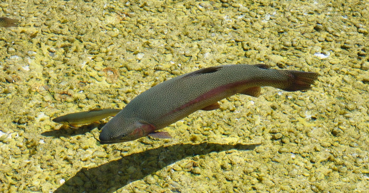 The Aquaculturists 08/07/2016 New ASC certified trout farm in Turkey