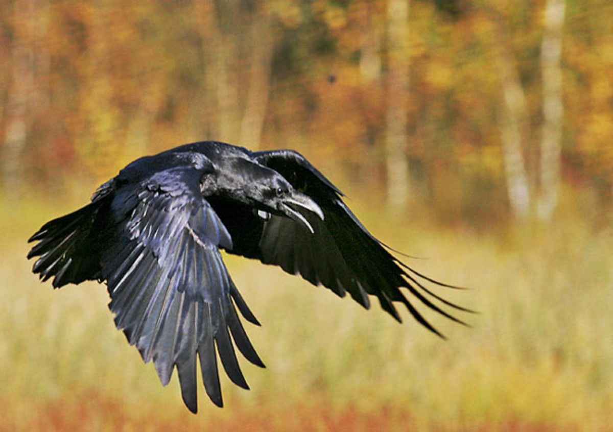 Ворон улетает на юг или нет. Лесной ворон размах крыльев. Ворон улетает на юг или нет. Полет ворона. Ворон в полете.