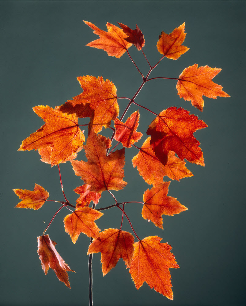 These 100-Year-Old Glass Flowers Are So Accurate, They Rival the Real Thing