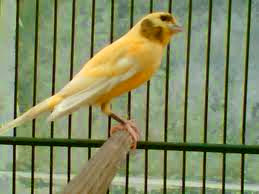 gambar burung kenari f1 burung kenari f1