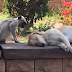 ΒΙΝΤΕΟ: ΕΝΑ ΧΑΔΙ από μια μαϊμού στον σκύλο που κοιμάται...