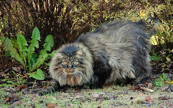 Gặp gỡ 17 chú mèo bự con nhất thế giới