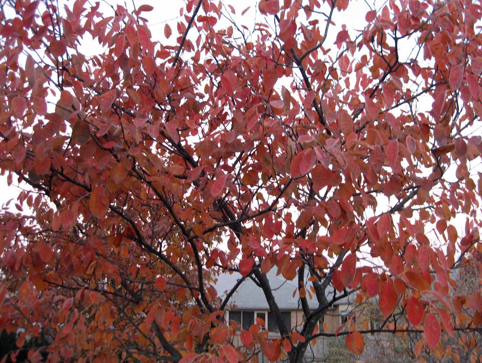 Dane County Extension Teaching Garden Amelanchier X Grandiflora