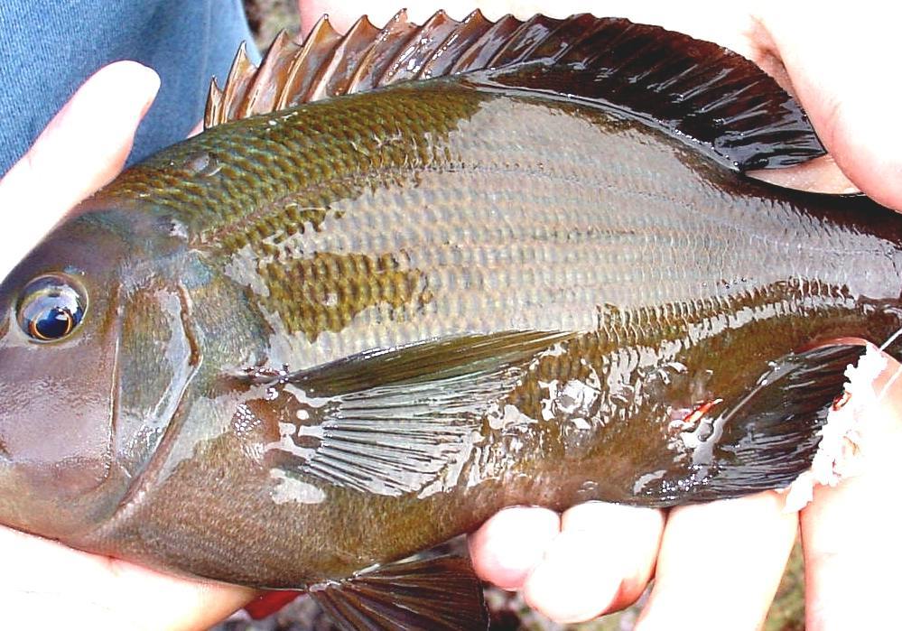 List Of Marine Fishes Of South Africa South African Fish