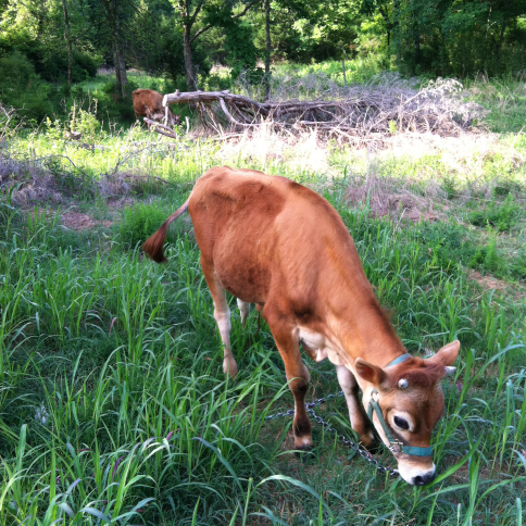 Tether Cow Homestead Catholic: To Tether a Cow