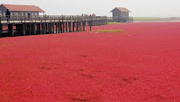 Fuente: https://www.tripadvisor.com.pe/LocationPhotoDirectLink-g1017081-d1848259-i101529248-Liaohe_Delta-Panjin_Liaoning.html
