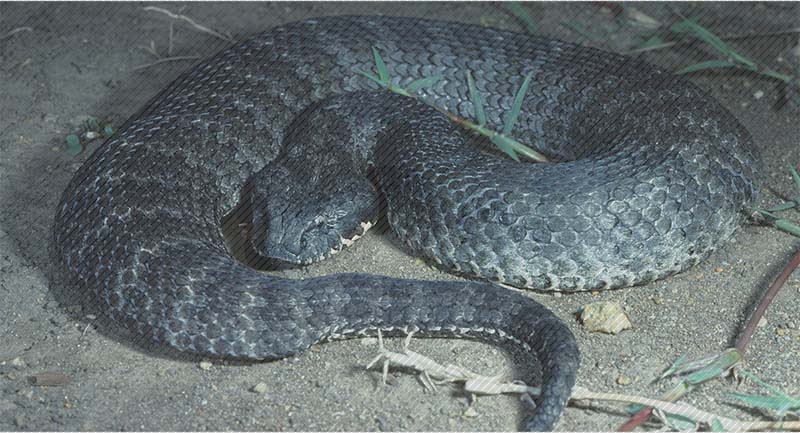 death adder death adder