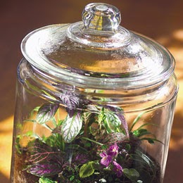 Mrs. Timbrook's Classroom: Rainforest In A Jar