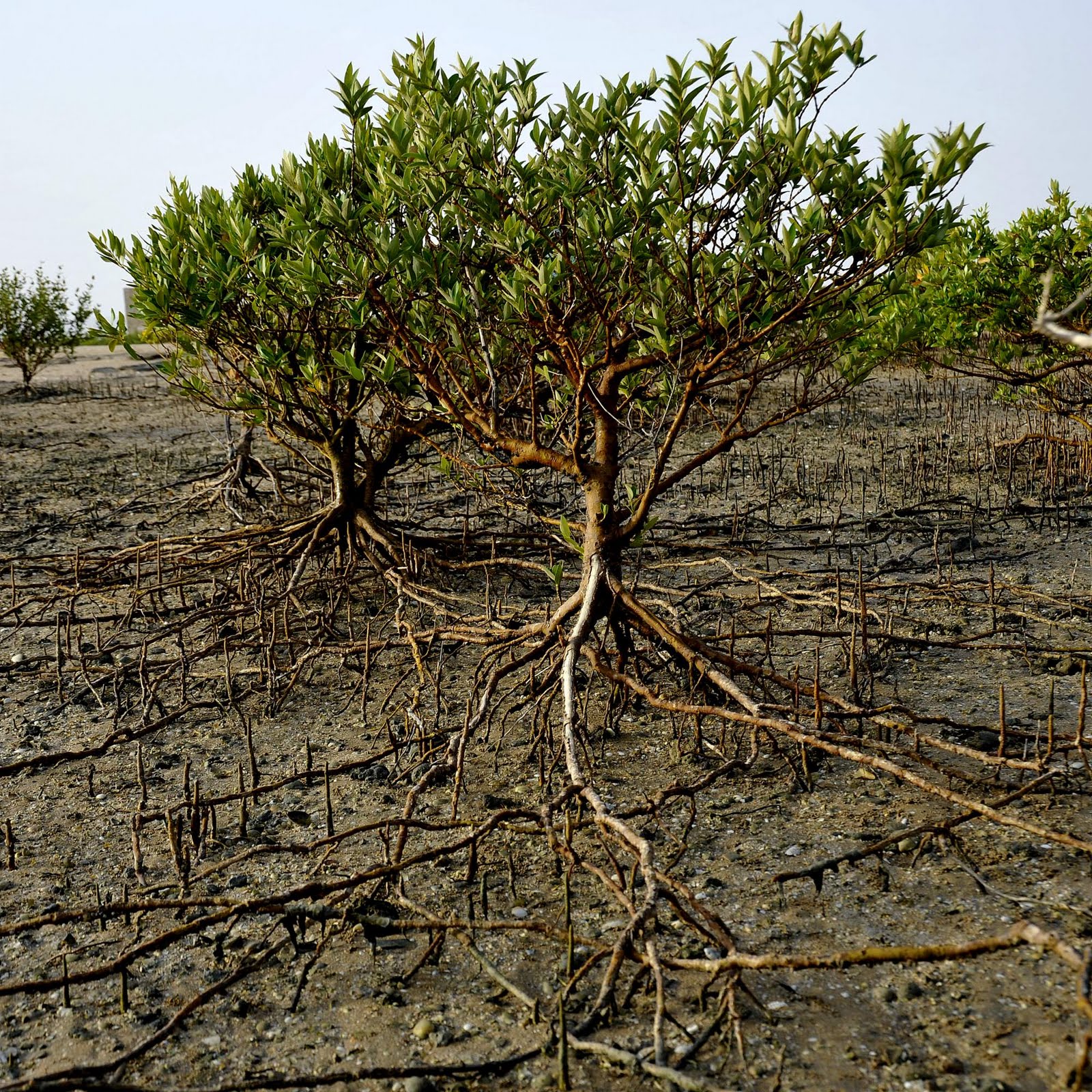 Avicennia Marina