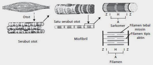 Struktur otot rangka Struktur otot rangka